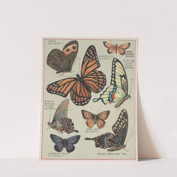 Butterflies of America Pl.7 (1900) by Chase &amp; Sanborn