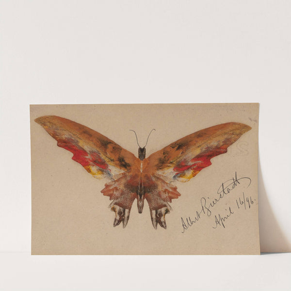 Butterfly (1896) by Albert Bierstadt