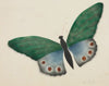 Butterfly (1800s)