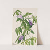 Butterfly Pea (Clitoria mariana) (1934) by Mary Vaux Walcott