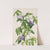 Butterfly Pea (Clitoria mariana) (1934) by Mary Vaux Walcott