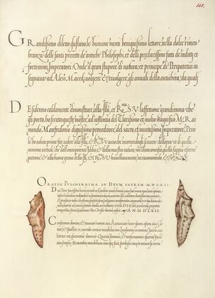 Butterfly Pupae (1561–1596)