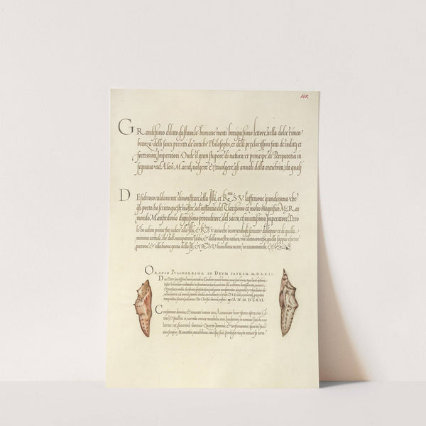 Butterfly Pupae (1561–1596) by Joris Hoefnagel
