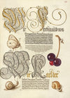 Butterfly, Sweet Cherry, and Land Snails (1561–1596)
