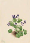 Green Pyrola (Pyrola chlorantha) (1920)