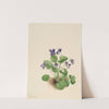 Butterfly Violet (Viola papilionacea) (1923) by Mary Vaux Walcott