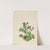 Butterfly Violet (Viola papilionacea) (1923) by Mary Vaux Walcott