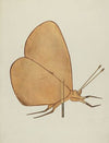 Butterfly Weather Vane