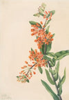 Butterfly Weed (Ascelpias tuberosa) (1919)