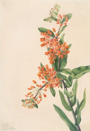 Butterfly Weed (Ascelpias tuberosa) (1919)