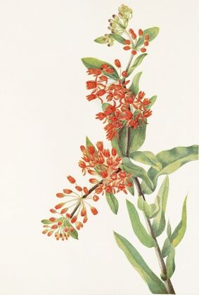 Clusterlily. Hookera pauciflora