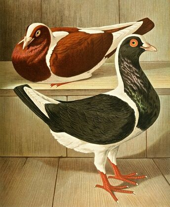 C. austriaca Washington