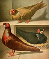 C. barbarica
