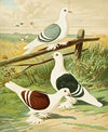 C. clypeata
