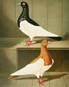 C. Pica
