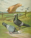 C. pileata