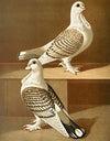 C. sericatae