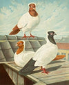 C. Vestalis