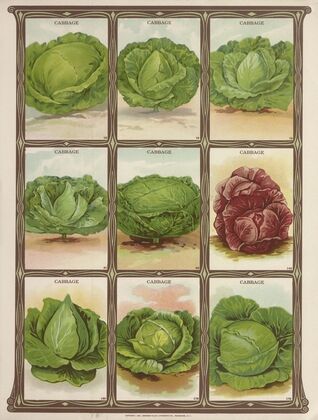 Cabbage (1921)