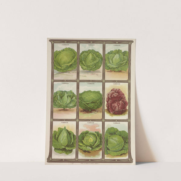 Cabbage (1921) by Genesee Valley Lithograph Co.