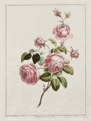 Cabbage Province Rose (1801)