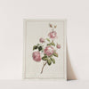 Cabbage Province Rose (1801) by John Edwards