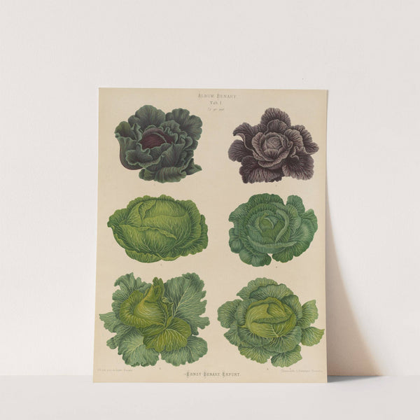 Cabbages (1876-1886) by Ernst Benary