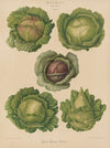 Cabbages (1876-1886)
