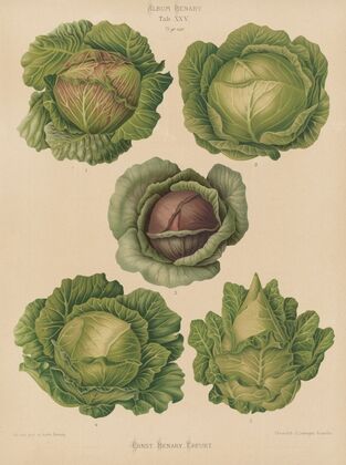 Cabbages (1876-1886)