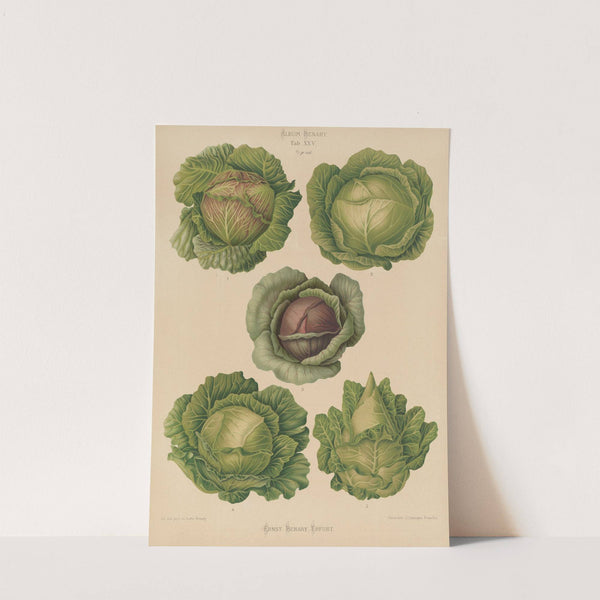 Cabbages (1876-1886) by Ernst Benary