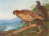 Cabot’s Tragopan (1918-1922)