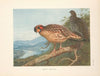 Cabot’s Tragopan (Tragopan caboti). (1918-1922)