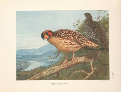 Cabot’s Tragopan (Tragopan caboti). (1918-1922)