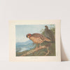 Cabot’s Tragopan (Tragopan caboti). (1918-1922) by Archibald Thorburn