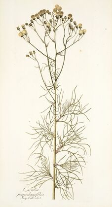 Cacalia peucedanifolia