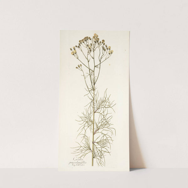 Cacalia peucedanifolia by Nikolaus Joseph Freiherr von Jacquin