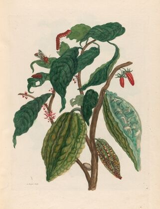 Cacao (1719)
