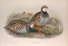 Caccabis rubra. Red-legged Partridge. (1862-1873)