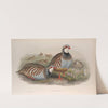 Caccabis rubra. Red-legged Partridge. (1862-1873) by John Gould