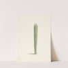 Cactus by Laurens Vincentsz. van der Vinne