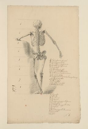 Cahiers d’Anatomie Pl.04 (18th Century)