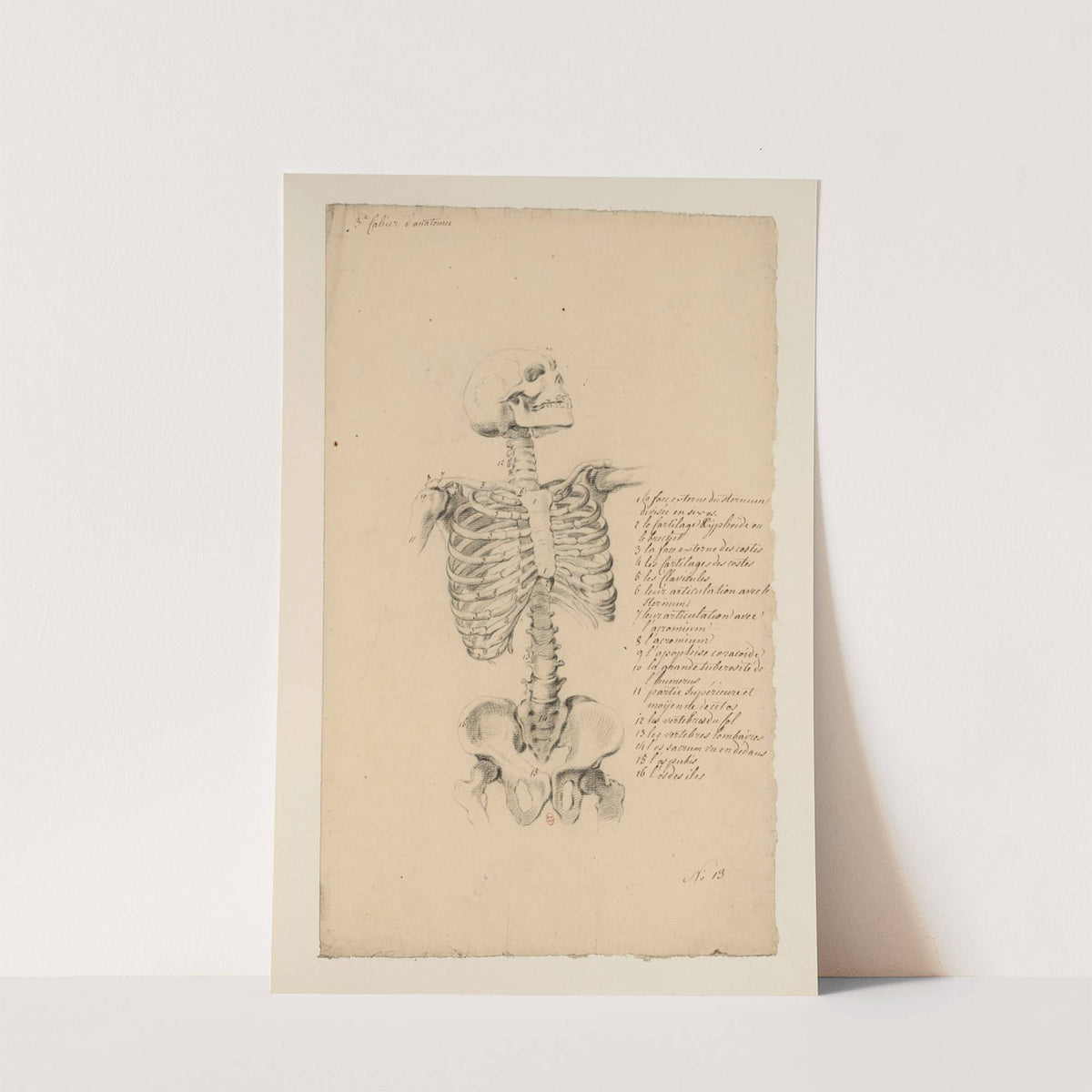 Cahiers d’Anatomie Pl.12 (18th Century) by Charles Monnet