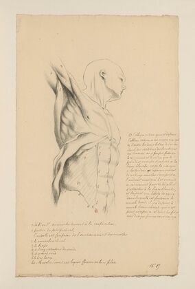 Cahiers d’Anatomie Pl.14 (18th Century) — size preview