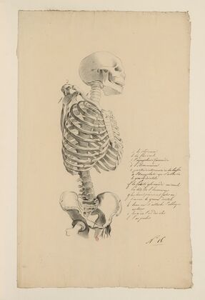 Cahiers d’Anatomie Pl.15 (18th Century)