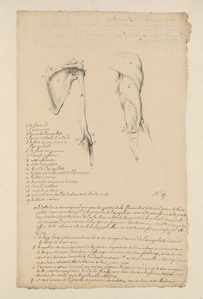 Cahiers d’Anatomie Pl.16 (18th Century)
