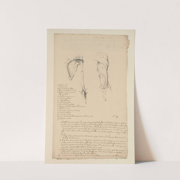 Cahiers d’Anatomie Pl.16 (18th Century) by Charles Monnet