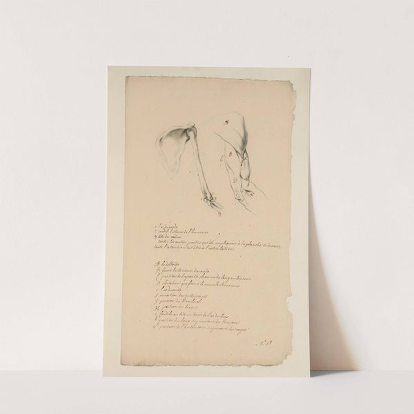 Cahiers d’Anatomie Pl.17 (18th Century) by Charles Monnet