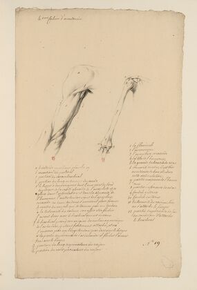 Cahiers d’Anatomie Pl.18 (18th Century)