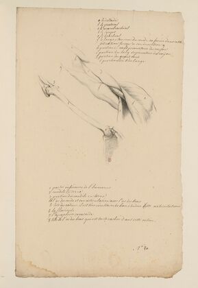 Cahiers d’Anatomie Pl.19 (18th Century)