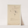 Cahiers d’Anatomie Pl.19 (18th Century) by Charles Monnet
